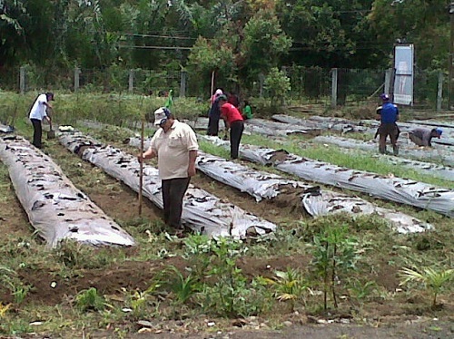 PPL Garap Lahan Pertanian di Tompaso
